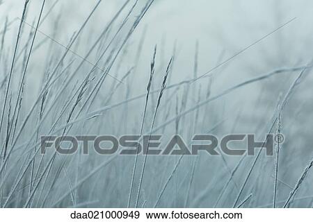 Frost covered grasses View Large Photo Image Stock Photo - Frost covered grasses. Fotosearch