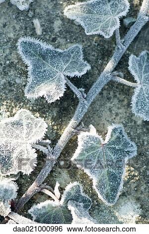 Stock Photograph - Frost covered ivy. Fotosearch