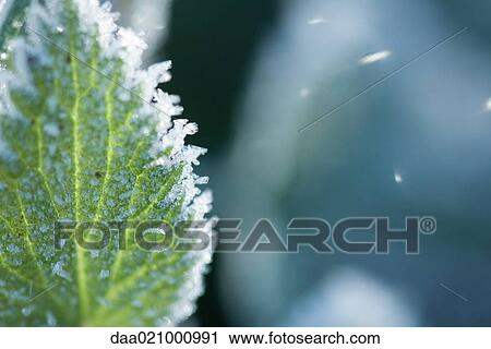 Frost covered leaf, extreme close-up View Large Photo Image Stock Image - Frost covered leaf, extreme close-up. Fotosearch