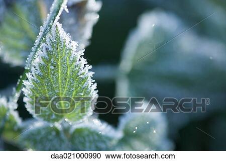 Stock Image - Frost covered leaf. Fotosearch