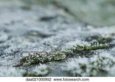 Frost covered moss View Large Photo Image Stock Image - Frost covered moss. Fotosearch