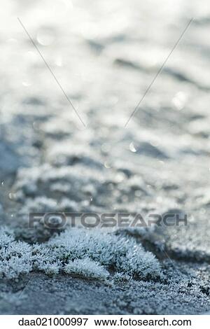 Stock Photo - Frost covered moss. Fotosearch