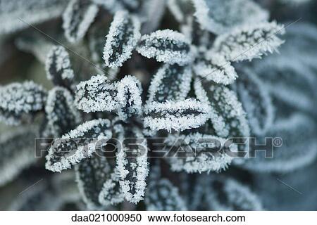 Frost covered plant, high angle view, close-up View Large Photo Image Stock Image - Frost covered plant, high angle view, close-up. Fotosearch