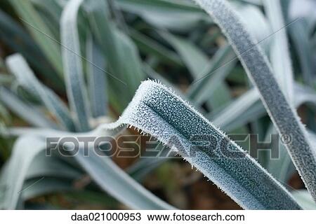 Frost covered plant View Large Photo Image Stock Image - Frost covered plant. Fotosearch