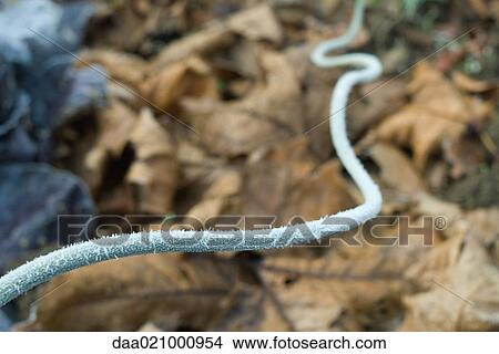 Frost covered rope View Large Photo Image Picture - Frost covered rope. Fotosearch