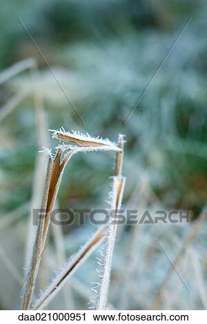 Frost covered stems View Large Photo Image Stock Image - Frost covered stems. Fotosearch