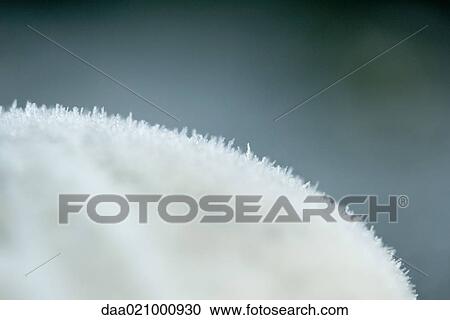 Stock Image - Frost on leaf, extreme close-up. Fotosearch