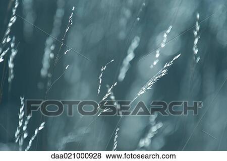 Frost on long grasses, selective focus View Large Photo Image Stock Photo - Frost on long grasses, selective focus. Fotosearch