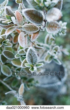 Frost on plant View Large Photo Image Stock Image - Frost on plant. Fotosearch