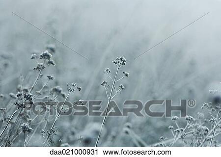 Frost on vegetation View Large Photo Image Stock Image - Frost on vegetation. Fotosearch
