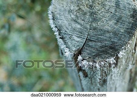 Frost on wooden post View Large Photo Image Stock Photo - Frost on wooden post. Fotosearch