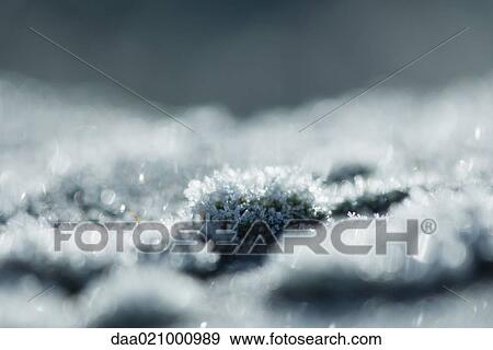 Frosty moss, extreme close-up View Large Photo Image Stock Photo - Frosty moss, extreme close-up. Fotosearch