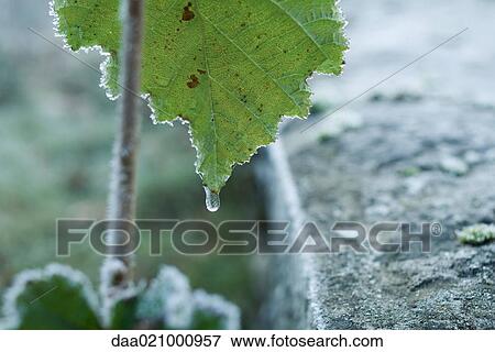 Frozen drop of water on leaf View Large Photo Image Stock Photo - Frozen drop of water on leaf. Fotosearch