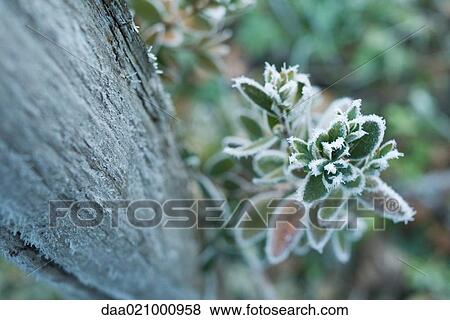 Frozen plant View Large Photo Image Stock Photo - Frozen plant. Fotosearch