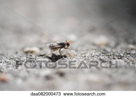 Fruit fly View Large Photo Image Stock Image - Fruit fly. Fotosearch