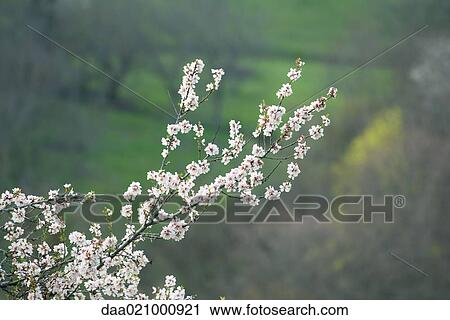Stock Image - Fruit tree in blossom. Fotosearch