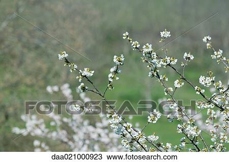 Fruit tree in blossom View Large Photo Image Stock Image - Fruit tree in blossom. Fotosearch