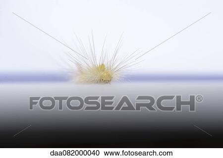 Fuzzy caterpillar View Large Photo Image Stock Image - Fuzzy caterpillar. Fotosearch