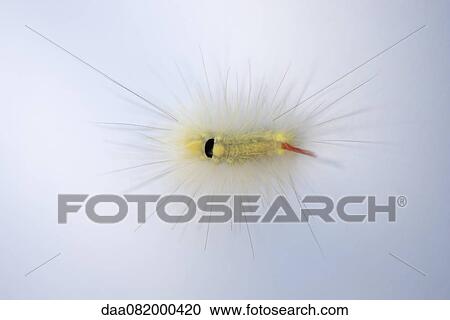 Stock Image - Fuzzy caterpillar. Fotosearch