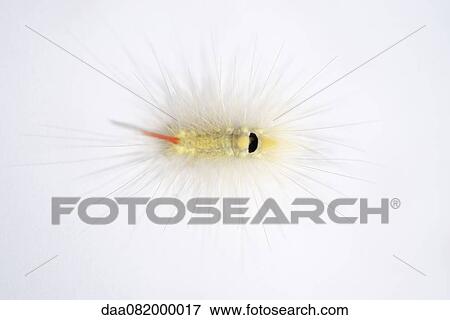 Fuzzy caterpillar View Large Photo Image Stock Photo - Fuzzy caterpillar. Fotosearch