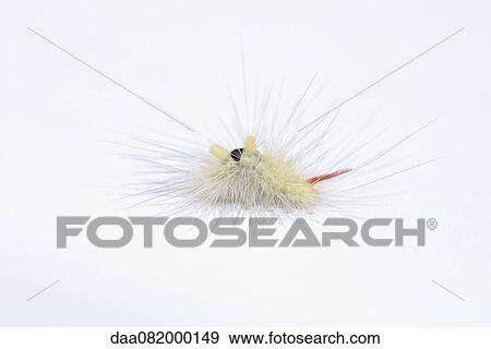 Fuzzy caterpillar View Large Photo Image Stock Photo - Fuzzy caterpillar. Fotosearch