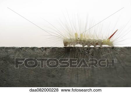 Stock Photo - Fuzzy caterpillar. Fotosearch