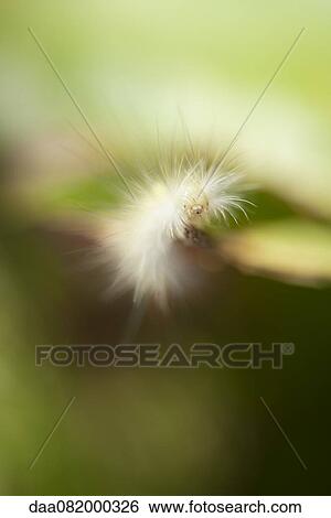 Fuzzy caterpillar View Large Photo Image Stock Photograph - Fuzzy caterpillar. Fotosearch