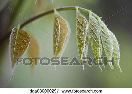 Fuzzy leaves on plant View Large Photo Image Stock Photo - Fuzzy leaves on plant. Fotosearch