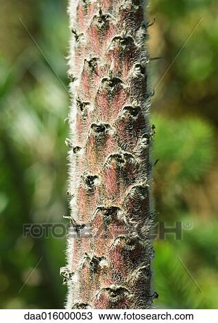 Stock Image - Fuzzy plant stalk. Fotosearch