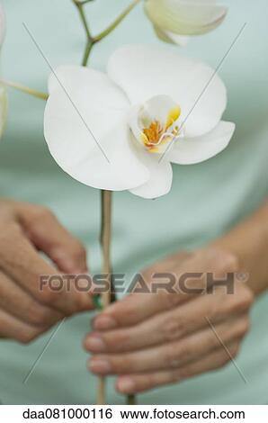 Gardener attaching stake to support orchids View Large Photo Image Stock Photograph - Gardener attaching stake to support orchids. Fotosearch