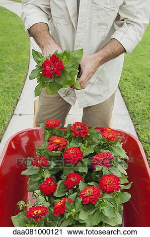 Stock Image - Gardener standing with wheelbarrow full of zinnias. Fotosearch