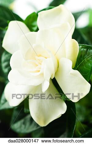Stock Photo - Gardenia, close-up. Fotosearch