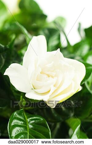 Gardenia, close-up View Large Photo Image Stock Photo - Gardenia, close-up. Fotosearch