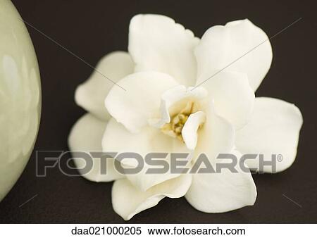 Gardenia flower View Large Photo Image Stock Photography - Gardenia flower. Fotosearch