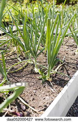 Garlic plants View Large Photo Image Stock Photo - Garlic plants. Fotosearch