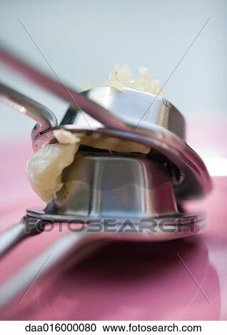 Garlic press on plate View Large Photo Image Stock Image - Garlic press on plate. Fotosearch