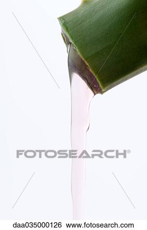 Gel flowing out of sliced open aloe vera plant, close-up View Large Photo Image Stock Photograph - Gel flowing out of sliced open aloe vera plant, close-up. Fotosearch