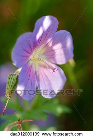 Geranium flower View Large Photo Image Stock Photo - Geranium flower. Fotosearch