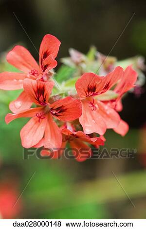 Geranium with dew drops, close-up View Large Photo Image Stock Photo - Geranium with dew drops, close-up. Fotosearch