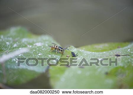 Stock Image - German wasp (Vespula germanica) on leaf. Fotosearch