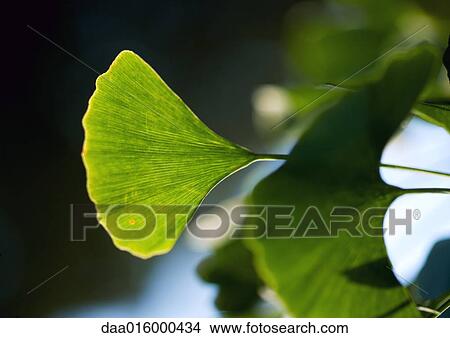 Ginkgo leaves View Large Photo Image Picture - Ginkgo leaves. Fotosearch