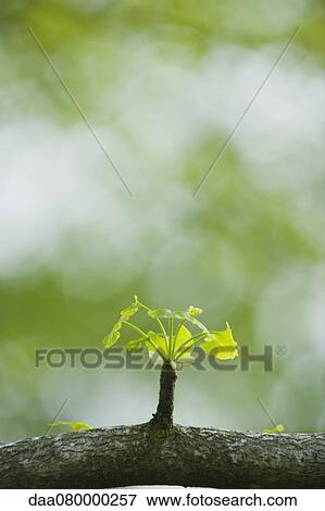 Ginkgo leaves sprouting on branch View Large Photo Image Stock Photo - Ginkgo leaves sprouting on branch. Fotosearch