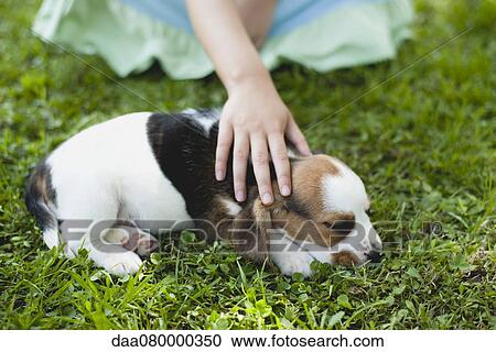 Girl patting beagle puppy, cropped View Large Photo Image Stock Image - Girl patting beagle puppy, cropped. Fotosearch