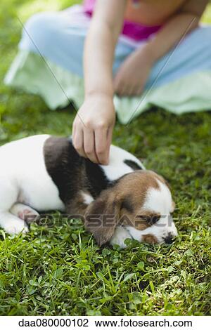 Girl petting beagle puppy, cropped View Large Photo Image Stock Image - Girl petting beagle puppy, cropped. Fotosearch