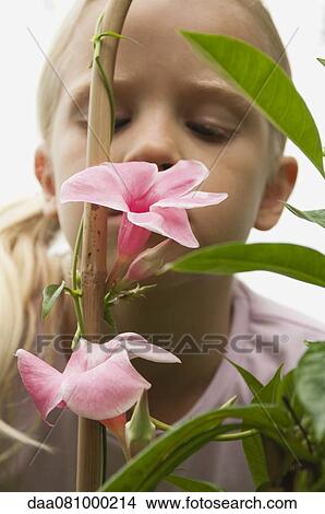Girl smelling mandevilla flowers View Large Photo Image Picture - Girl smelling mandevilla flowers. Fotosearch