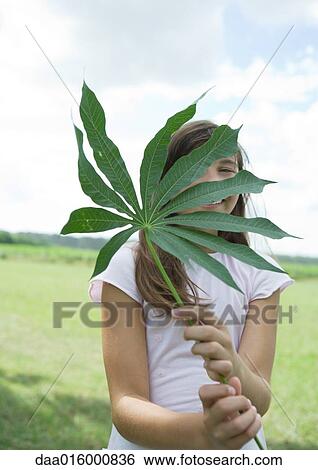 Girl standing holding cassava leaf View Large Photo Image Stock Photograph - Girl standing holding cassava leaf. Fotosearch