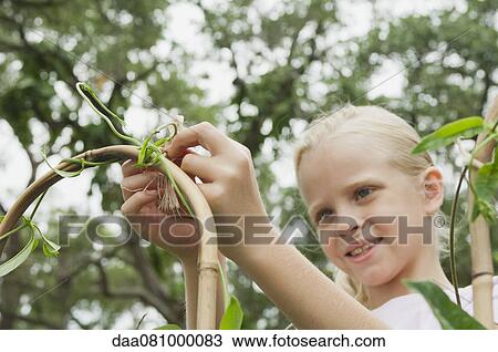 Girl tying vine to stake in garden View Large Photo Image Stock Image - Girl tying vine to stake in garden. Fotosearch