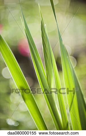 Stock Photography - Gladiolus foliage and flower buds. Fotosearch