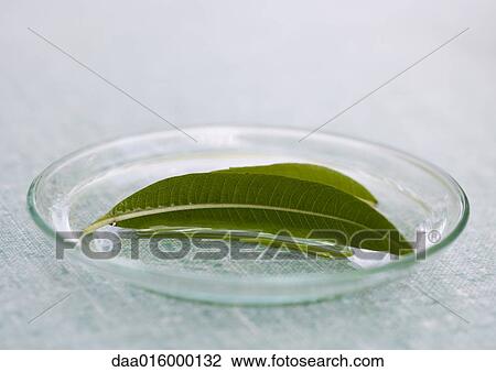 Glass plate holding lemon verbena leaves View Large Photo Image Stock Image - Glass plate holding lemon verbena leaves. Fotosearch
