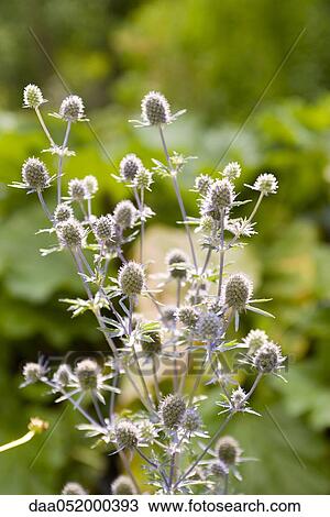 Globe thistle (echninops ritro) View Large Photo Image Stock Image - Globe thistle (echninops ritro). Fotosearch